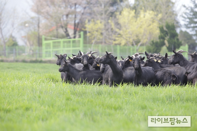 농촌진흥청은 다양한 효능을 지닌 염소 고기의 추출물(진액)이 피부 장벽을 강화하고 염증 반응을 줄이며, 상처 치유를 촉진하는 효과가 있음을 확인했다.