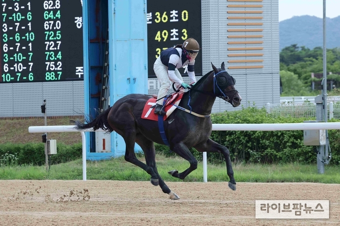 24년 6월 30일 제8경주 Owners Cup 우승마 '스피드영'