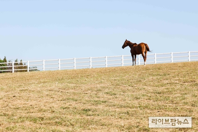 안성팜랜드에서 여생을 보내고 있는 제1호 명예경주마 청담도끼.