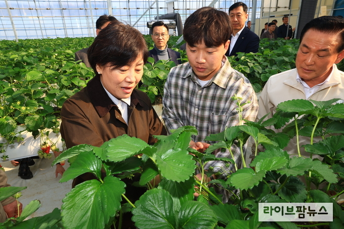 송미령 농림축산식품부 장관은 12 오후, 충남 논산 소재 딸기 스마트팜 농가를 방문, 청년농업인을 격려하고 애로사항을 청취했다.