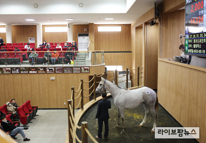 한국마사회 제주목장에 위치한 한국경주마생산자협회 경매장에서 올해 첫 2세 경주마 경매가 열렸다. 총 134마리가 상장됐으며 이번 경매 최고가는 1억 3,100만원을 기록했다.