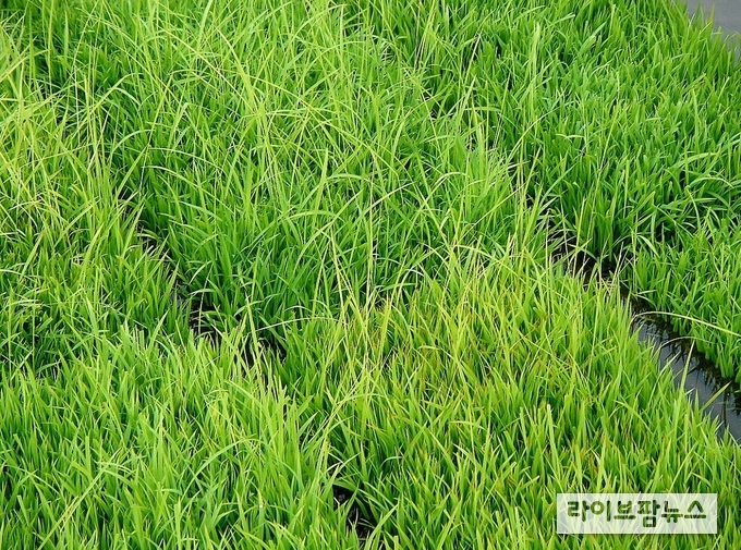 본격적인 벼농사를 앞두고 파종 전 종자 준비와 모 기르기(육묘) 관리에 관심을 기울여야 할 때다. 농진청은 안정적인 쌀 생산을 위한 올바른 종자 소독 방법과 모 기르기 관리 요령을 소개했다.