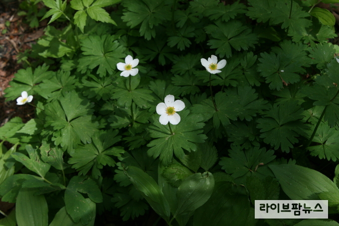 홀아비바람꽃.