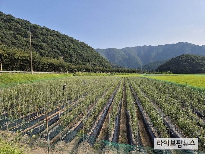 한국농업기술진흥원은 지난해부터 과수 ‘무병화인증제’를 본격적으로 도입하고, 묘목 생산업체를 대상으로 인증을 확대하고 있다.