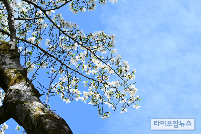 24일 제주에서 국내 최고령 목련의 만개를 확인했다.