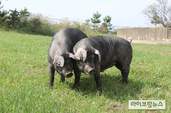 난축맛돈 돼지사진.