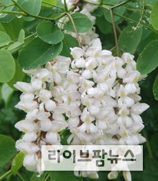 아까시-나무.