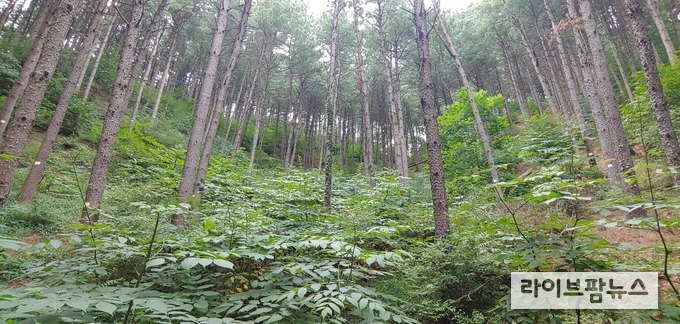 산림청 국립산림과학원은 침엽수 인공림을 대상으로 숲의 밀도를 조절하는 ‘숲가꾸기’를 시행했을 때, 목재 생산성과 수원함양기능이 향상될 뿐만 아니라 식물 종 다양성이 약 1.7배 증가하는 효과가 있음을 밝혔다. 사진은 숲가꾸기 6년후 모습.