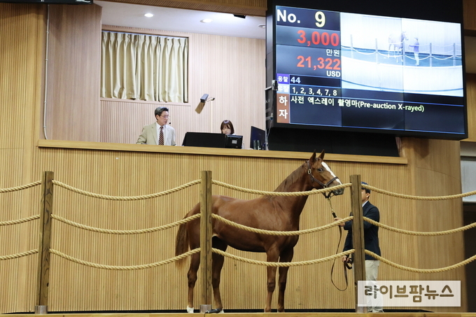 경주마 경매중인 모습.
