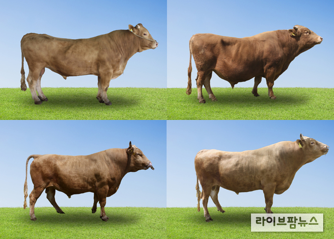 농촌진흥청은 가축개량협의회 한우분과위원회를 통해 2025년 상반기 ‘한우 보증씨수소’ 18마리를 새롭게 선발했다. 사진 왼쪽부터 시계방향으로 KPN1684(등지방두께 우수), KPN1695(등심단면적 우수), KPN1707(근내지방도 우수), KPN1700(도체중 우수).