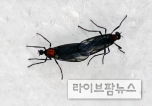 산림청 국립산림과학원은 러브버그로 알려진 붉은등우단털파리의 발생 양상을 예측 모델로 분석한 결과, 7~10일 이내에 대부분의 개체가 자연 소멸할 것으로 전망했다.