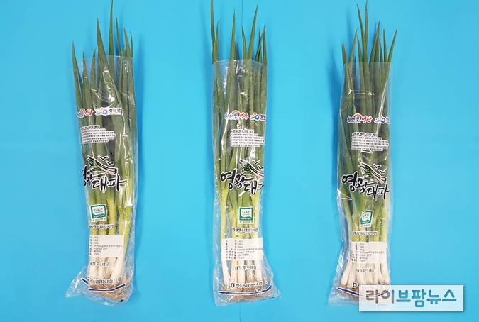 농촌진흥청은 대파를 수확한 뒤 뿌리째 필름 포장하면 수분 손실이 줄고 늦게 시들어 저장성을 효과적으로 높일 수 있다고 밝혔다.