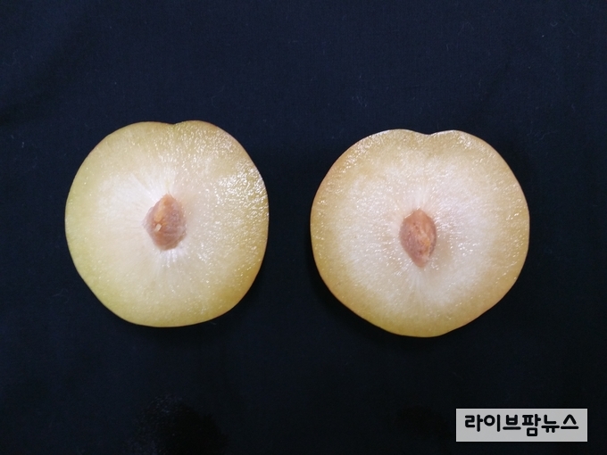 자두 '추희' 생리장해(바람들이)
