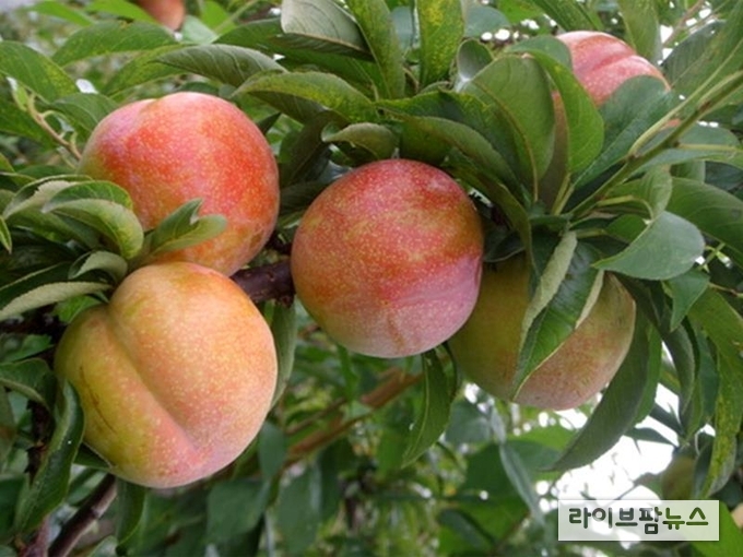 만생종 자두 '추희'