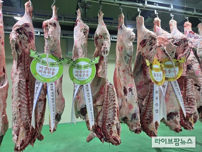 고급육 경진대회 수상우(미경산, 최우수) 사진.