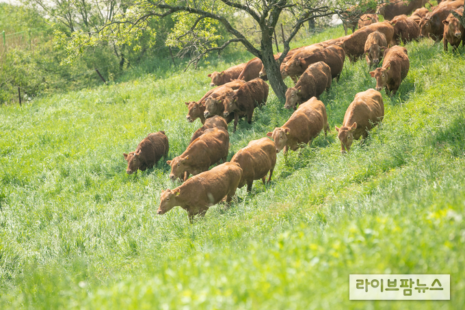 농촌진흥청은 ‘방목생태축산’ 활성화를 위해 초지 조성과 관리 기술 등 현장 밀착형 지원을 9월부터 본격 추진한다.