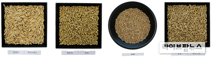 한국농업기술진흥원이 오는 15일 오전 9시부터 사료용 맥류 4작물 4품종(청보리, 호밀, 트리티케일, 겉귀리)의 보급종 종자를 농가단위 개별신청을 받아 보급한다.