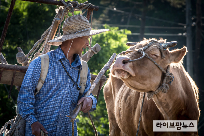 농림축산검역본부는 ‘사람과 동물이 함께 행복한 세상(One Welfare)’을 주제로 개최한 ‘제18회 동물사랑 사진 공모전’에서 사진분야 대상에 신운섭 님이 출품한 ‘농삿일의 동반자’가 선정됐다.<검역본부 제공>