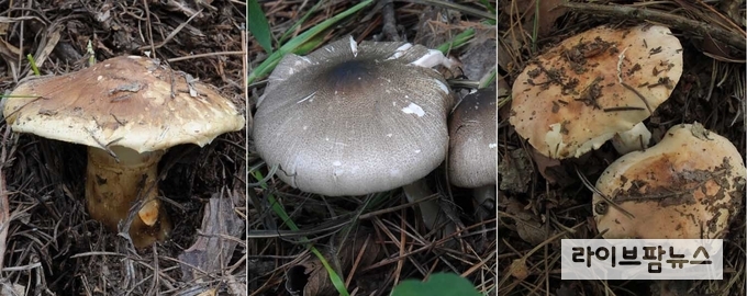 산림청 국립산림과학원은 식용 송이와 비슷하게 생긴 독버섯으로 인한 중독 사고 위험이 커지고 있다며 각별한 주의를 당부했다. 사진은 왼쪽부터 송이버섯, 광비늘주름버섯, 담갈색송이.