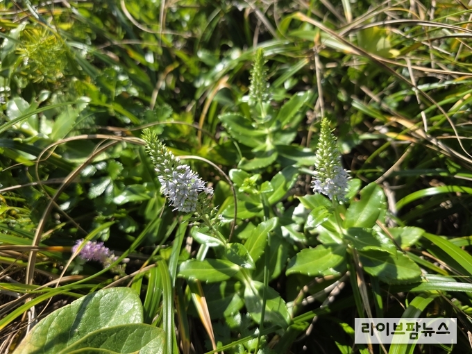 산림청 국립수목원은 최근 전라남도 진도군 명도와 병풍도 도서산림에서 갯꼬리풀(Pseudolysimachion sieboldianum (Miq.) Holub)의 신규 자생지를 확인했다.