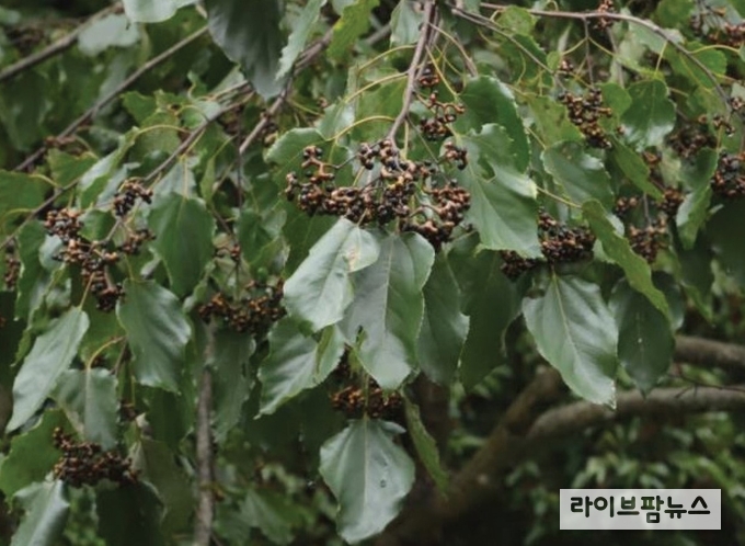 국립산림과학원은 헛개나무 가지가 면역기능을 강화하는 조성물로서 활용 가능함을 과학적으로 입증했다.