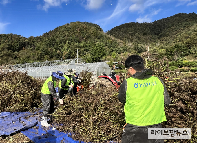 농협사료 본사 및 강원지사 임직원 20여명은 지난 23일 강원 홍천군에 위치한 축산농가를 방문하여 수확철 농촌 일손 돕기를 실시했다.