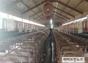 경기 파주 양돈농장서 아프리카돼지열병 발생