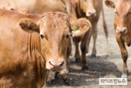 한우 근육 발달 돕는 핵심 유전자 ‘LY9’ 확인