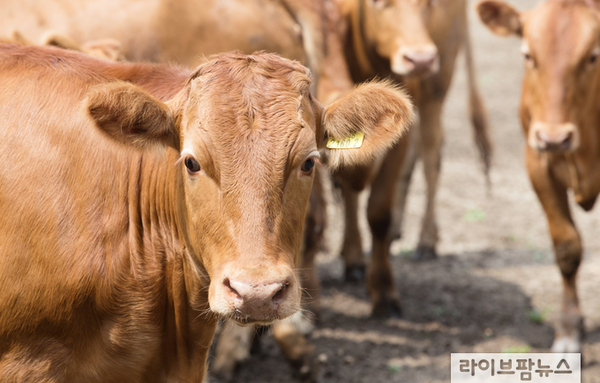 한우 근육 발달 돕는 핵심 유전자 ‘LY9’ 확인