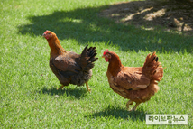 토종닭협회, ‘토종닭 종축등록기관’ 지정 확정