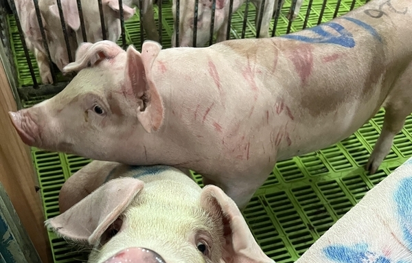 농식품부, 2030년 목표 돼지열병·소모성질병 청정화 박차