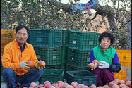 경북 의성 김부득씨 ‘사과’, 대한민국 대표과일 선발대회 ‘대상’ 수상