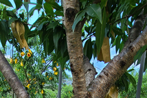 겨울철 과수 동해 예방 ‘전용 수성페인트’ 나왔다