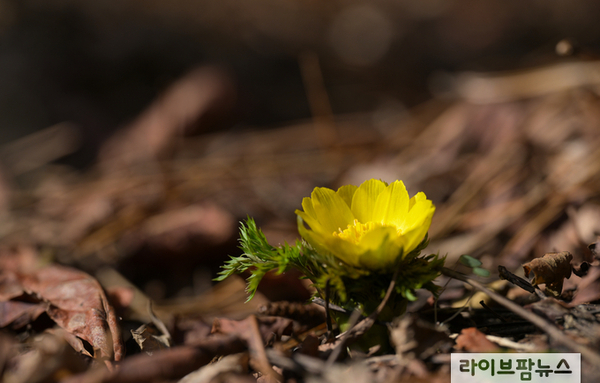 벌써 찾아온 ‘노란 봄의 전령’…세복수초 첫 개화
