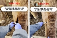 한우 럼피스킨 백신접종, 인공수정 14일전 접종…반드시 목 부위에 접종