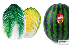 NH농우바이오, 2월 추천품종 태양배추·더블업 수박 소개