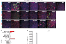 농진청, 돼지 폐 세포에 가장 잘 전달하는 유전자 전달체 구명