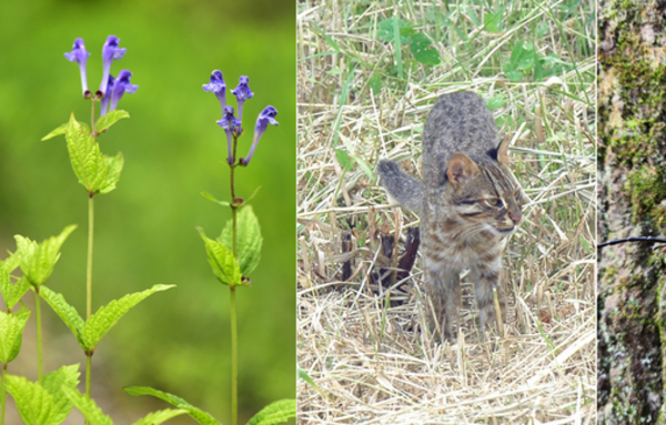 광릉숲에 사는 생명만 6,564종…한반도 생물다양성의 10 이상 차지
