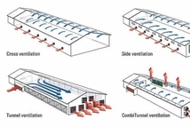 봄철 환절기, 닭 축종별 맞춤형 관리로 생산성 유지