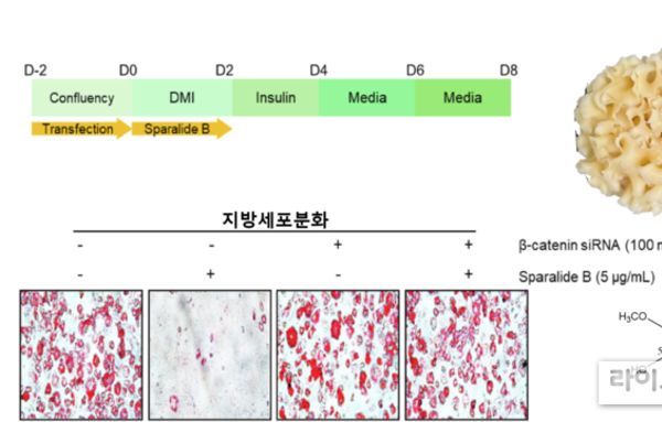 꽃송이버섯에서 ‘지방 축적 차단’ 항비만 성분 발견