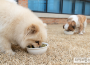 반려견과 교감 시 신체 반응 차이, 남녀별 차이도 확인