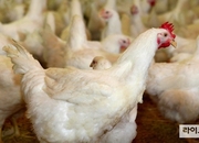 조류인플루엔자로 육계공급 비상…하림, 전사적 공급 확대 나선다