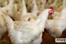조류인플루엔자로 육계공급 비상…하림, 전사적 공급 확대 나선다