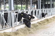 젖소 맞춤형 사료 급여로 사료 효율 5.8 개선 확인