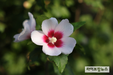 산림과학원, 무궁화 250품종 유전자원 DB 공개