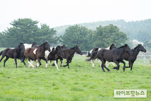 ‘RDA 승용마’ 제주 초지 방목 시작…국산 승용마 활용 확대