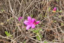 산철쭉 꽃망울 터졌다…기온 상승에 개화 시기 앞당겨