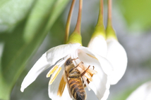 막혔던 중동 수출길 열렸다…한국 벌꿀 사우디 진출 본격화