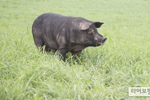 농진청, ‘우리흑돈’ 고급화·대중화 투트랙 산업화 추진