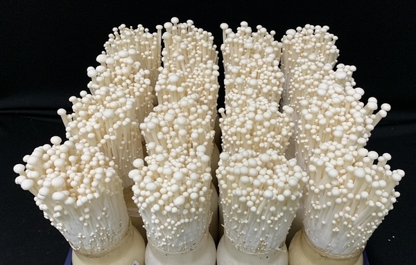 버려지던 사과·배 가지, 돈 되는 ‘버섯 원료’로 바뀐다